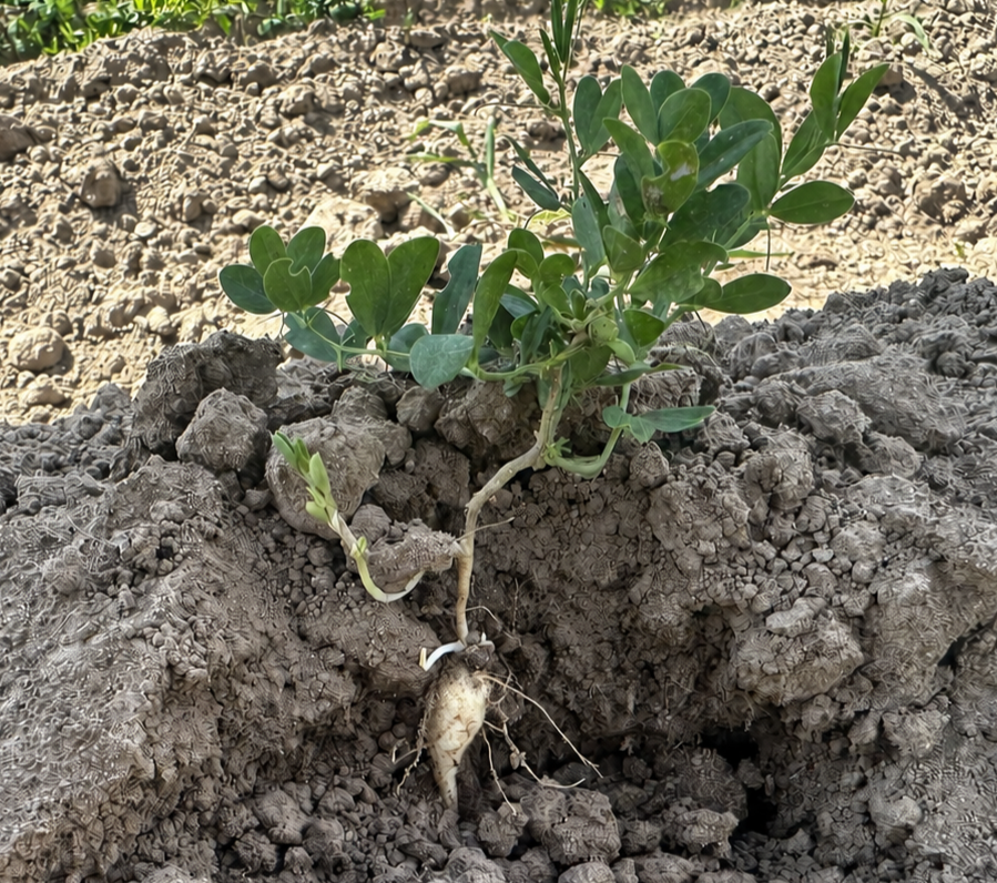 Aardaker plants growing in the field