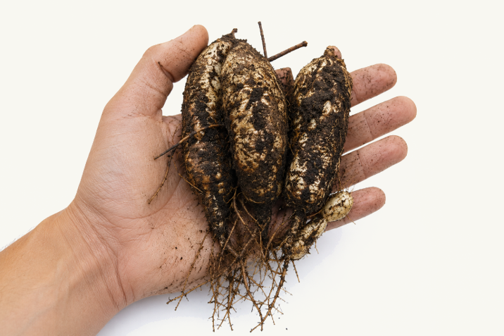 Freshly harvested aardaker tubers held in a hand